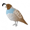 Quail