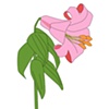 Lily