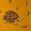 Turtle painting with words and leaves floating in air.