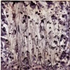 Untitled (Purple)