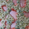 CAMOUFLAGE (Detail View)