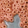 SALMON PINK ATLANTIC BLUE (Detail View)