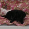 Lucie's Boudoir