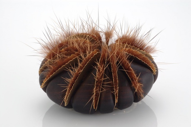 Corallite I