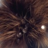 Black Beauty: Brooch #1