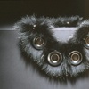 Black Beauty 2003-2005