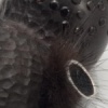 Jorunna Funebris 
