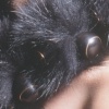 Black Beauty: Collar #1