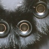 Black Beauty: Collar #3
