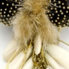 Siphonophores I