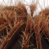 Corallite I
