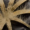 Corallite II