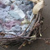 Nest