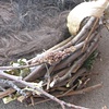 Nest