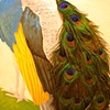 "Omniscient Peafowl Walken" preview.