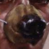 Mutt
