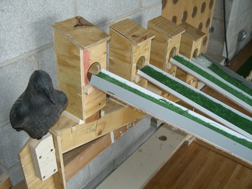Putt-Putt (golf)Green Design Competition 