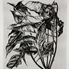Dead Leaves