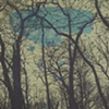 Trees of Madison