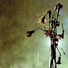 Recrudescence