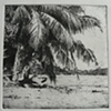 TROPICALS
