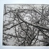 Wellesley Snowy Branches