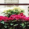 Poinsettias