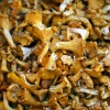 Market - Mushroom Harvest