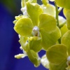 Orchids of Barbados #6