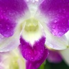 Orchids of Barbados #5 