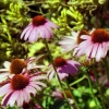 Garden - J. Paul Getty Museum