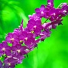 Orchids of Barbados #7