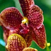 Orchids of Barbados #11