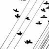 Birds + Wires