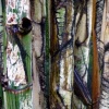 Tree Study #2