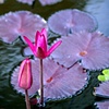 Pink Lily