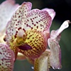 Orchids of Barbados #9