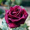 One Rose