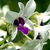 Orchids of Barbados #8