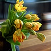 Dining Room/Flowers