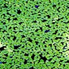 Water Plants