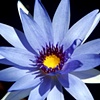 Water Flower