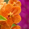 Orchids of barbados #10