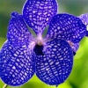 Orchids of Barbados #5