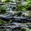 Stream