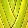Palm No.1