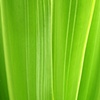 Plant Study No.2