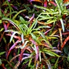 Plant Study #1