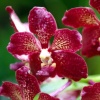 Orchids of Barbados #3