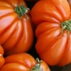 Market - Ripe Tomatoes